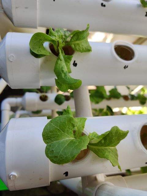 Nft Hydroponic System - 1 - Others  on Aster Vender