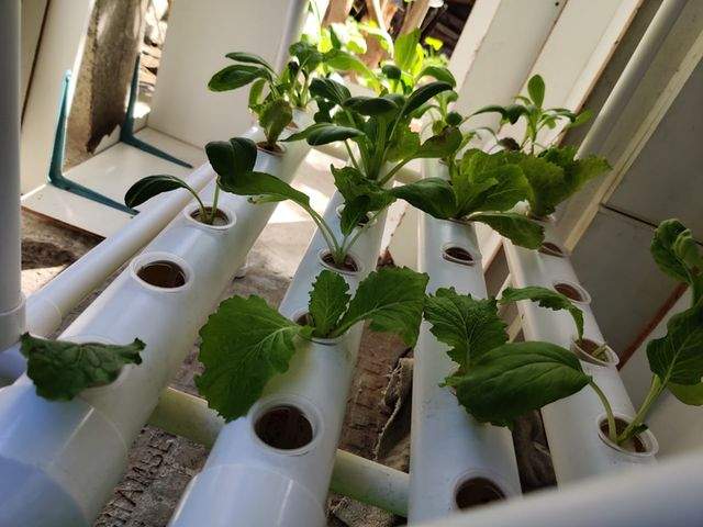 Nft Hydroponic System on Aster Vender