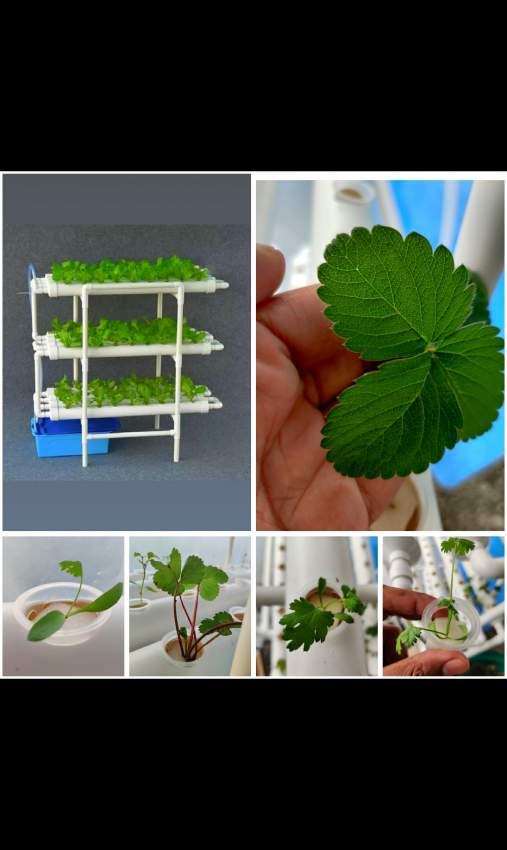 Nft Hydroponic System - 2 - Others  on Aster Vender