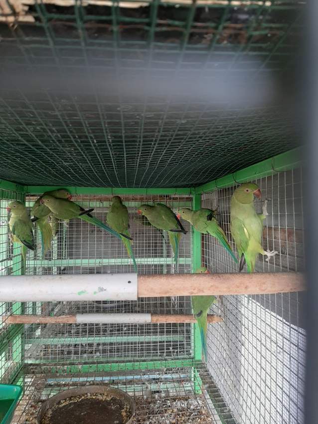 Cato vert - 3 - Birds  on Aster Vender