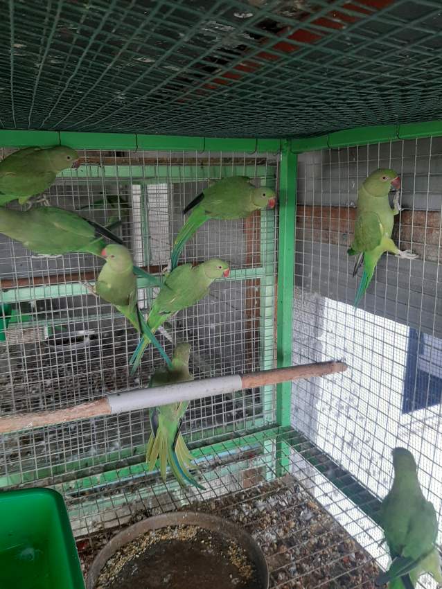 Cato vert - 1 - Birds  on Aster Vender