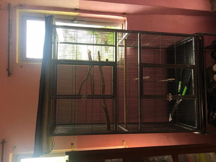 Bird cage - 0 - Birds  on Aster Vender