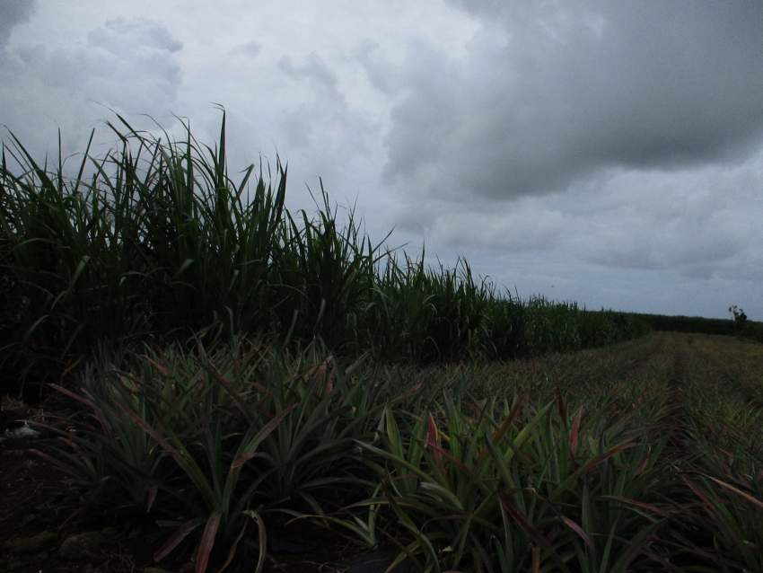 TERRAIN AGRICOLE - 32.2 PERCHES -CONSTANCE - 2 - Land  on Aster Vender