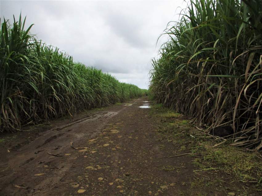 TERRAIN AGRICOLE - 32.2 PERCHES -CONSTANCE - 4 - Land  on Aster Vender