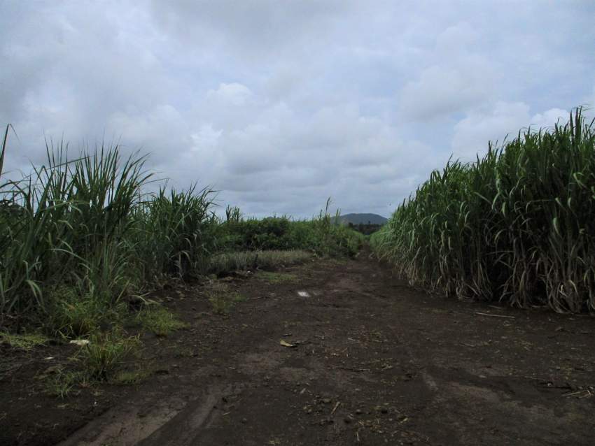TERRAIN AGRICOLE - 32.2 PERCHES -CONSTANCE - 0 - Land  on Aster Vender