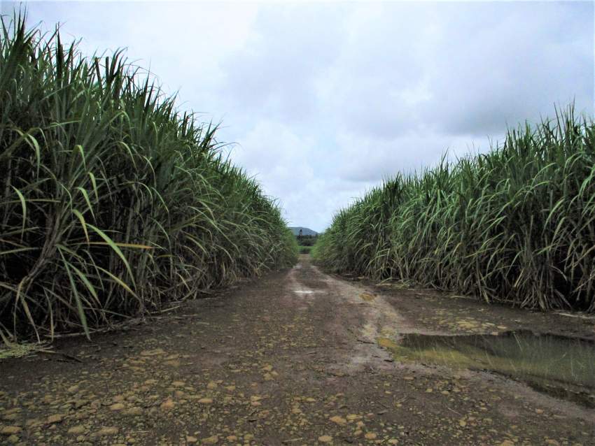 TERRAIN AGRICOLE - 32.2 PERCHES -CONSTANCE - 5 - Land  on Aster Vender