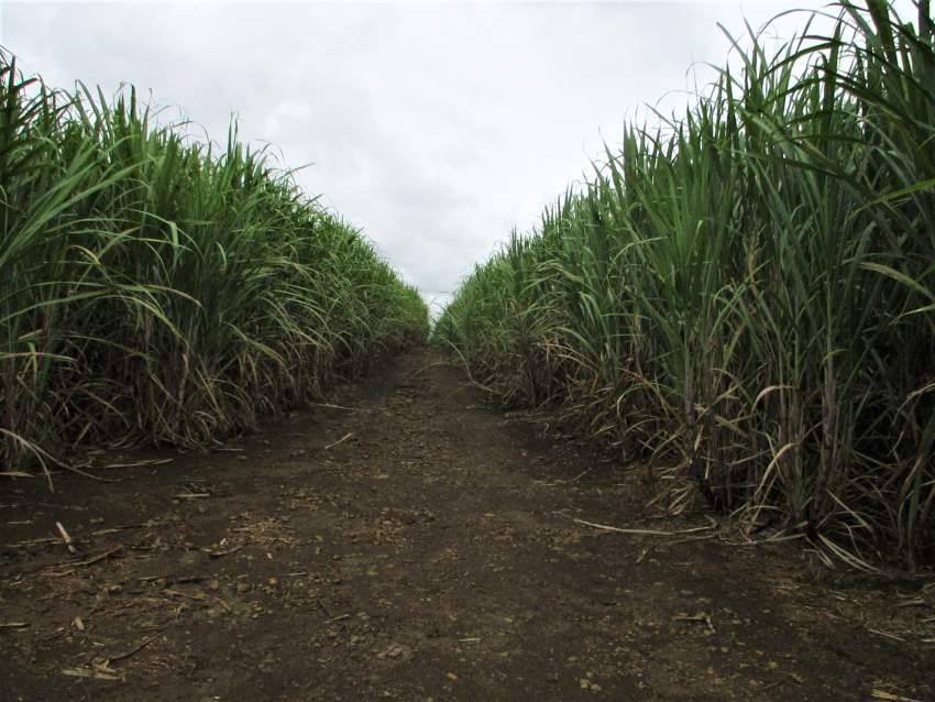 TERRAIN AGRICOLE - 32.2 PERCHES -CONSTANCE - 1 - Land  on Aster Vender