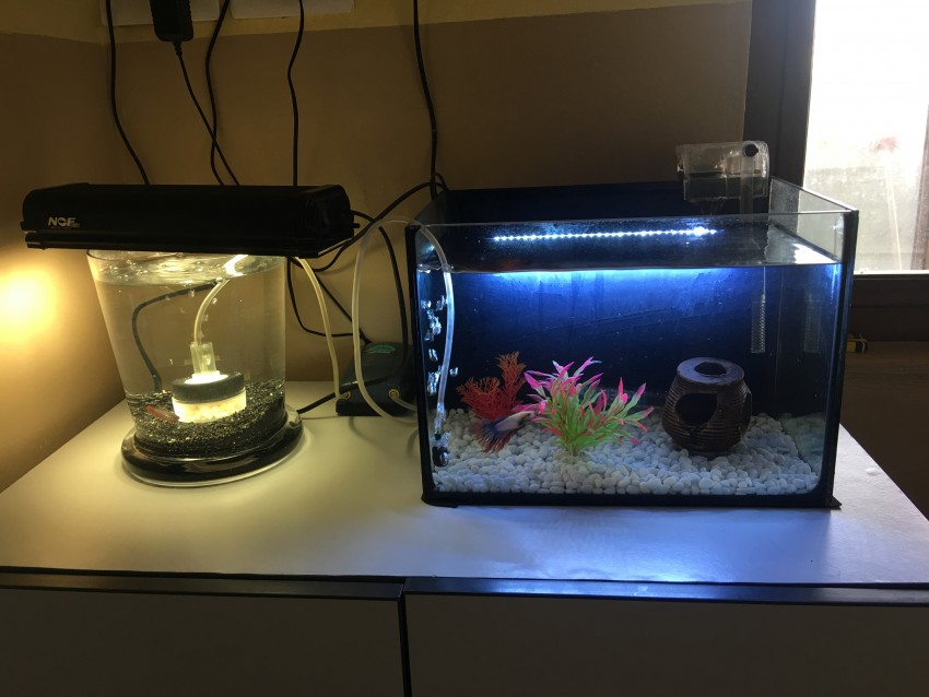 Aquarium and Bowl - 0 -  Aquarium fish  on Aster Vender
