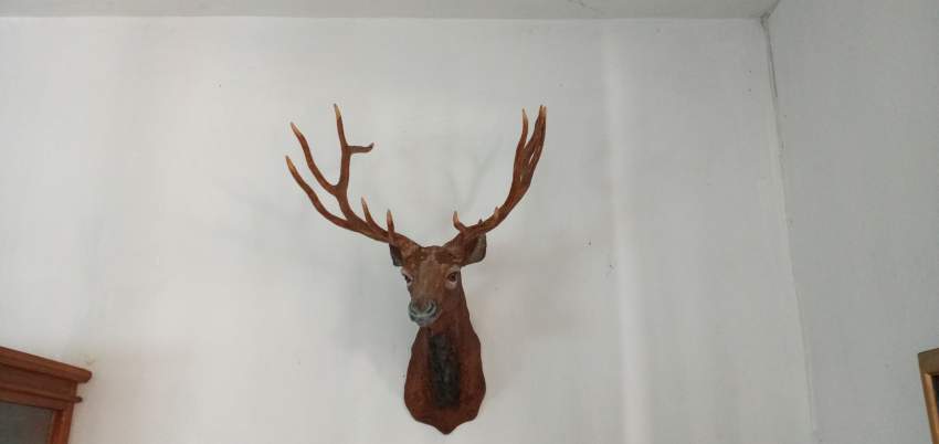 Fiberglass goat head on Aster Vender