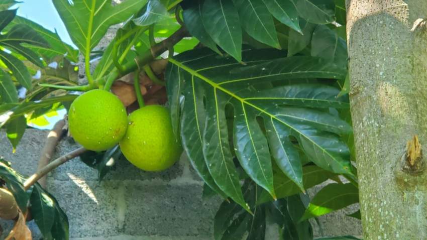 Plants de Fruit à pain on Aster Vender