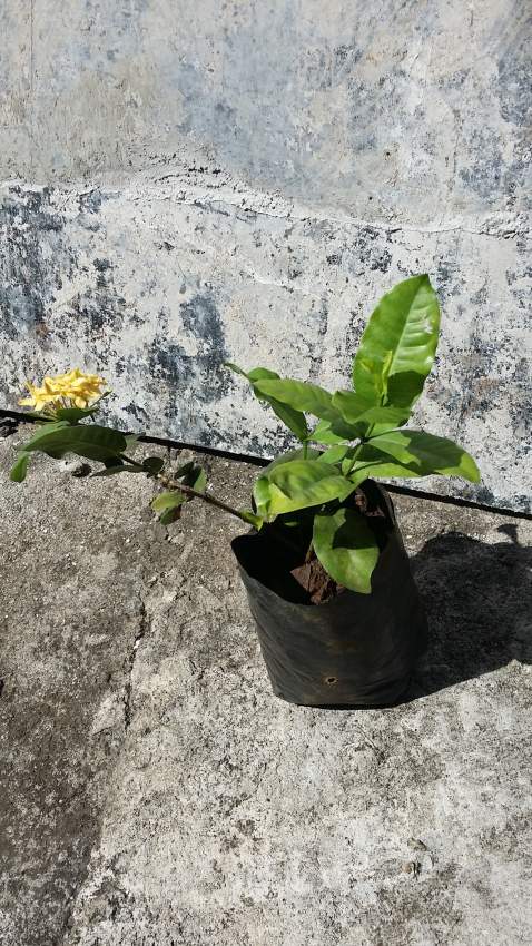ixora jaune - 0 - Garden Decorations  on Aster Vender