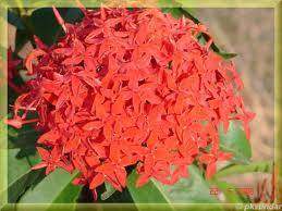 ixora jaune - 1 - Garden Decorations  on Aster Vender