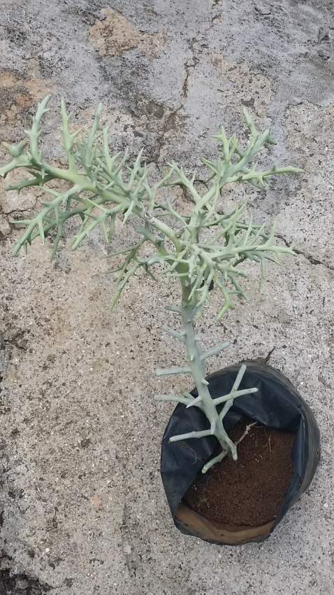 plant available - 0 - Garden Decorations  on Aster Vender