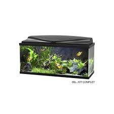 Aquarium Fish Set  - 0 -  Aquarium fish  on Aster Vender