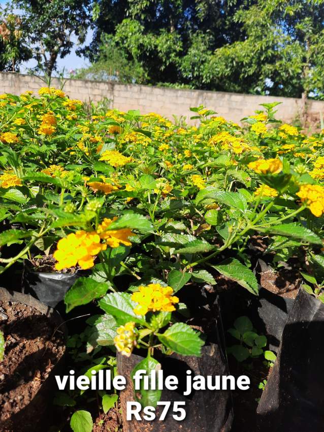 Plants  - 0 - Plants and Trees  on Aster Vender