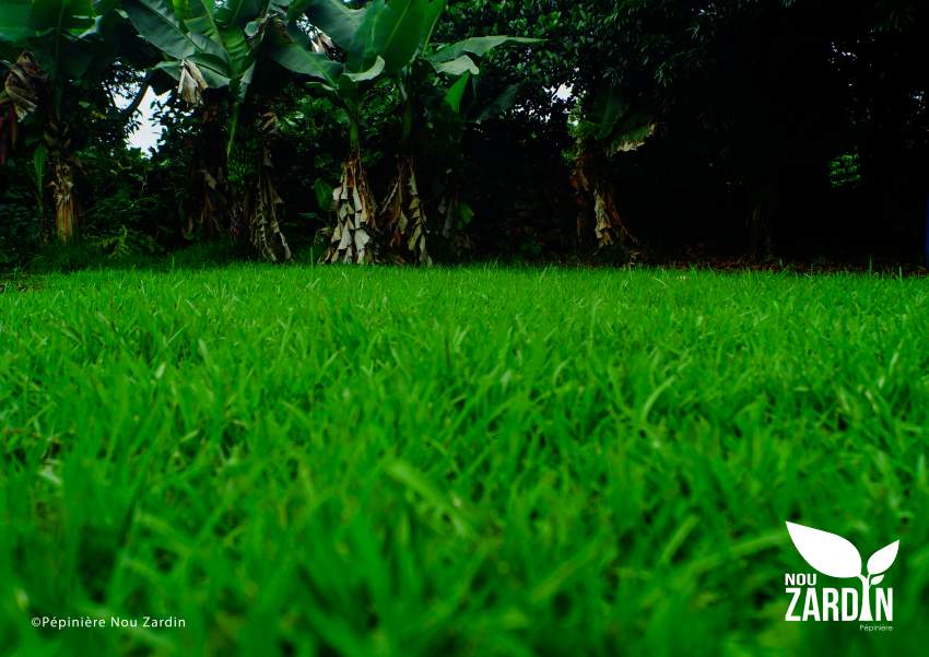 Tibourik Lawn Promo - 50% Off - 1 - Plants and Trees  on Aster Vender