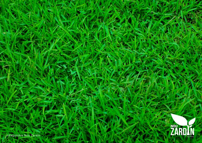 Tibourik Lawn Promo - 50% Off - 2 - Plants and Trees  on Aster Vender