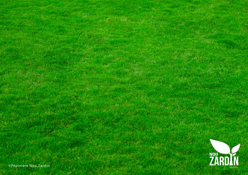 Golf Lawn Promo - 50% Off - 2 - Plants and Trees  on Aster Vender