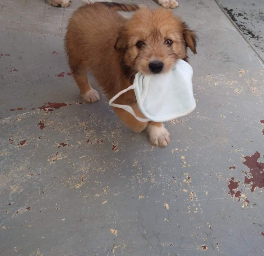 Puppy - 1 - Dogs  on Aster Vender