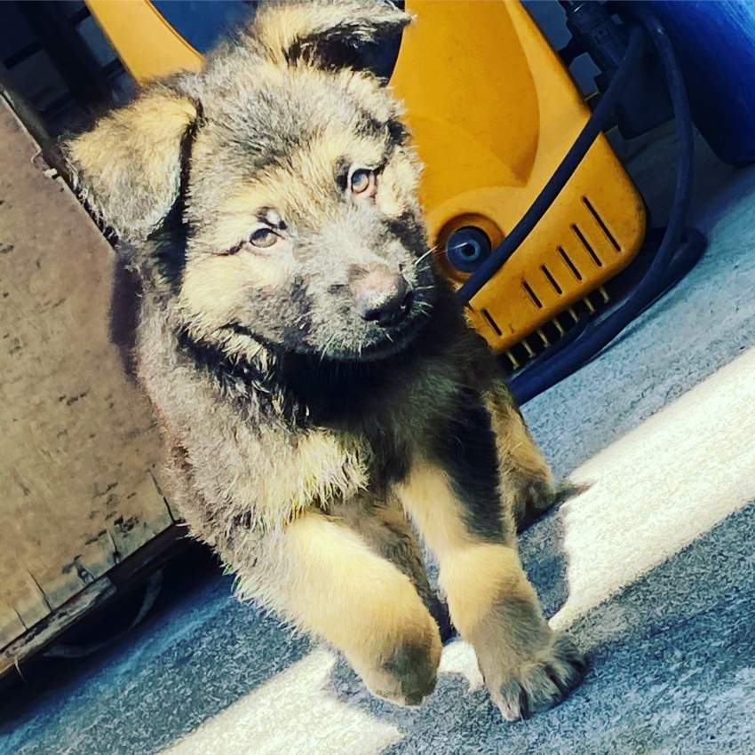 berger allemand long poil 58097509 - 1 - Dogs  on Aster Vender