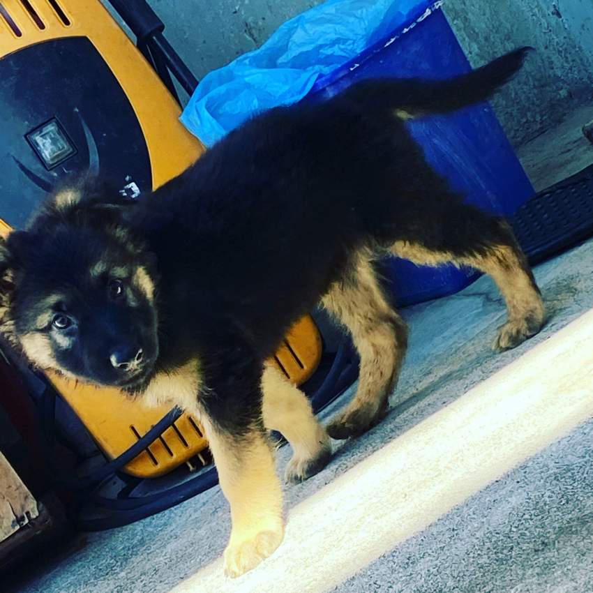 berger allemand long poil 58097509 on Aster Vender