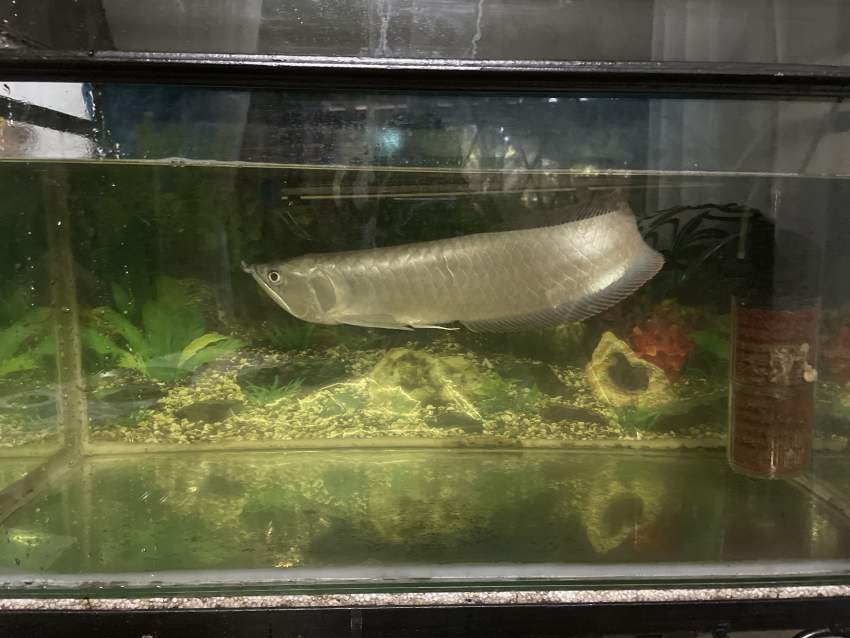 Silver arowana - 0 -  Aquarium fish  on Aster Vender