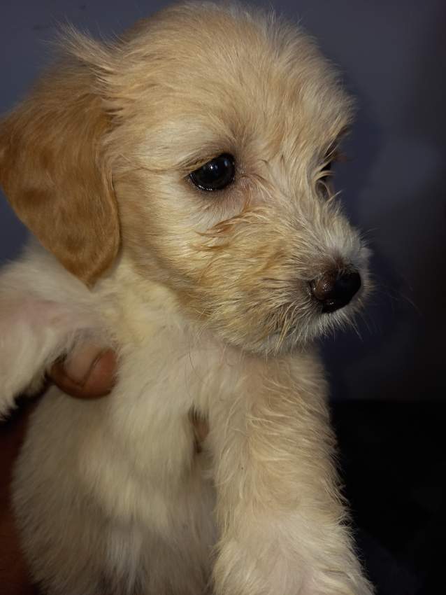 Griffon Nain - 0 - Dogs  on Aster Vender