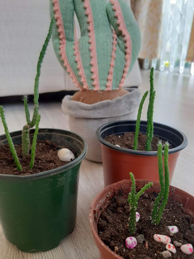 Cactus and succulents - 0 - Plants and Trees  on Aster Vender