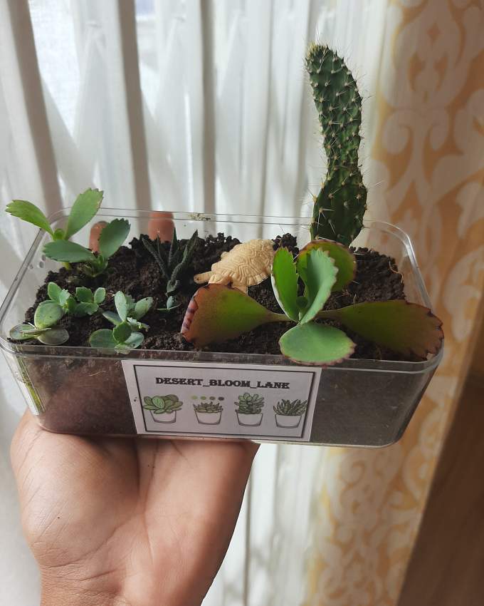 Cactus and Succulent garden set - 0 - Plants and Trees  on Aster Vender