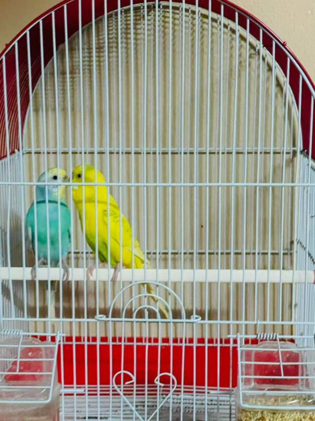 Perruches  - 0 - Birds  on Aster Vender