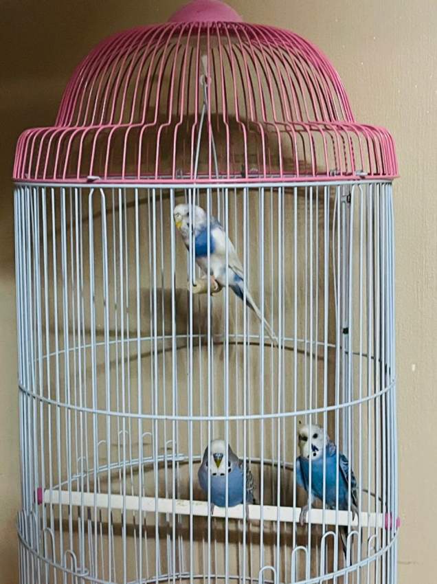 Perruches - 0 - Birds  on Aster Vender