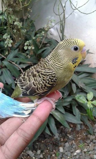 A vend perruche aprivoise RS 700 -1 call 58610146 - 0 - Birds  on Aster Vender