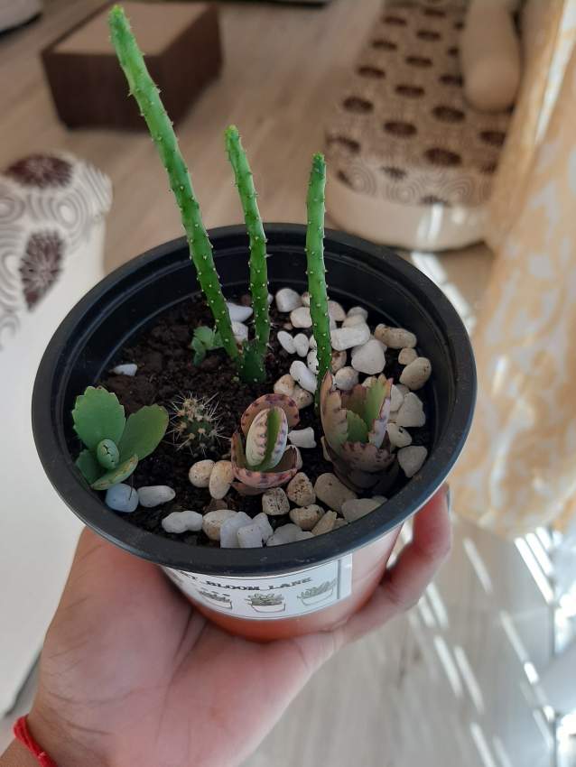 Cactus and succulent  - 0 - Plants and Trees  on Aster Vender