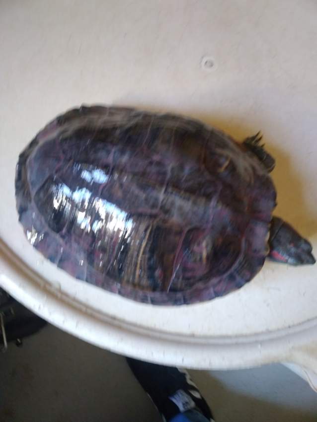 Tortue d'eau douce on Aster Vender