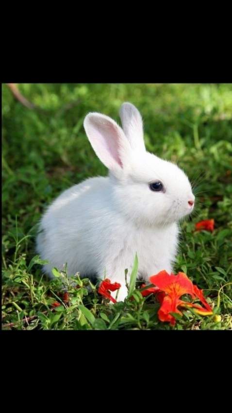 Rabbit - 0 - Rabbits  on Aster Vender