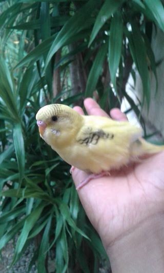 A vend Perruche Aprivoiser RS 650/ Last CALL: 58610146 - 1 - Birds  on Aster Vender