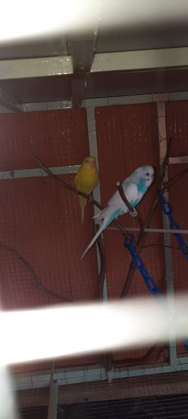 Cage for sale with bird on Aster Vender