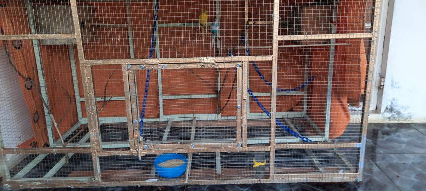 Cage for sale with bird - 1 - Birds  on Aster Vender