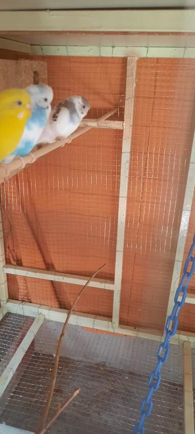 Bird for sale on Aster Vender