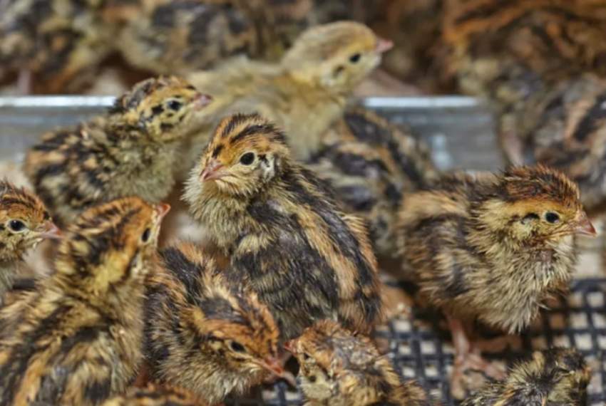 Japanese Quail Chicks  - 0 - Birds  on Aster Vender
