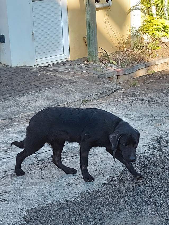 Black labrador female 5 month. Have all needed vaccine. - 1 - Dogs  on Aster Vender