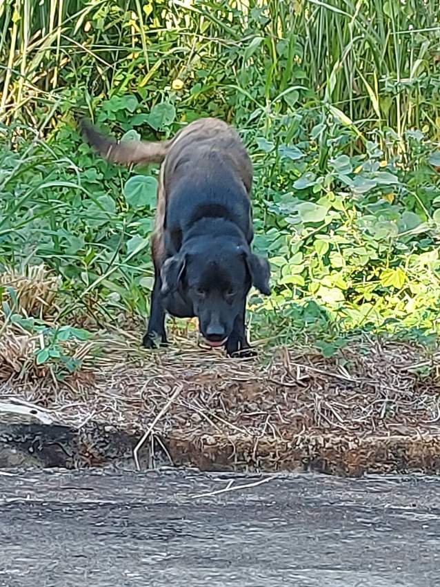 Black labrador female 5 month. Have all needed vaccine. - 3 - Dogs  on Aster Vender