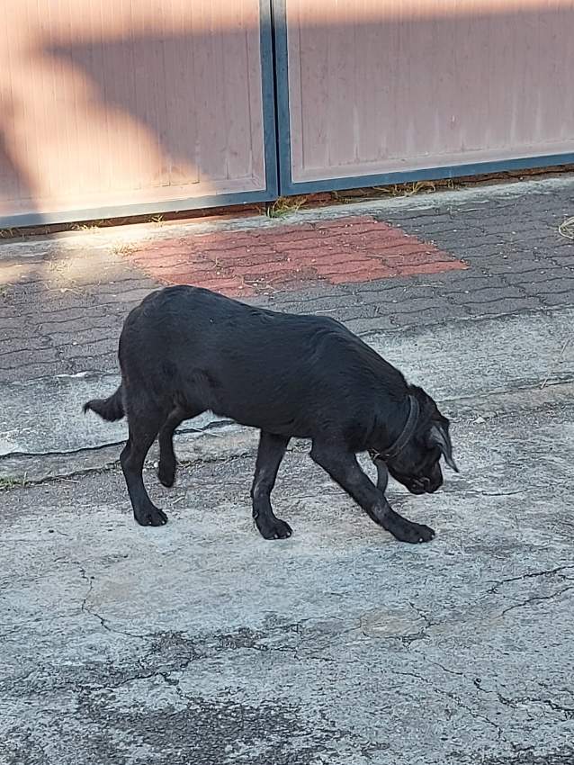 Black labrador female 5 month. Have all needed vaccine. - 2 - Dogs  on Aster Vender