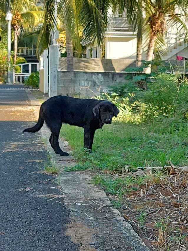 Black labrador female 5 month. Have all needed vaccine. - 4 - Dogs  on Aster Vender