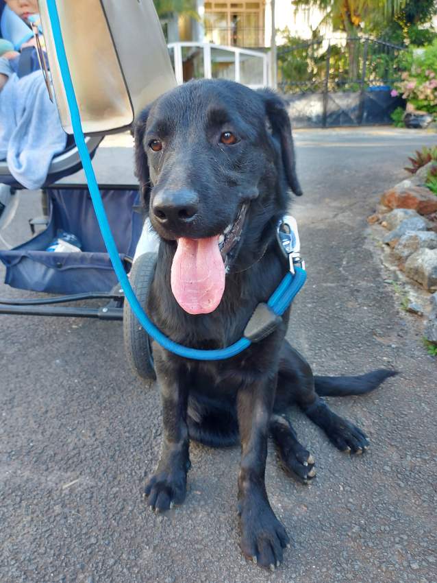 Black labrador female 5 month. Have all needed vaccine. - 0 - Dogs  on Aster Vender