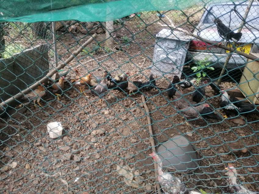 Poule et coq locale - 2 - Birds  on Aster Vender