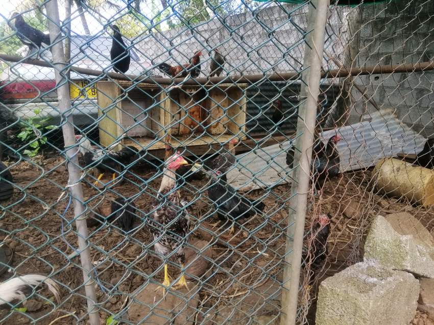 Poule et coq locale - 1 - Birds  on Aster Vender