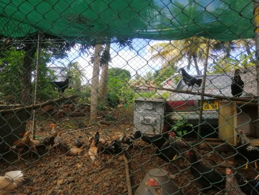 Poule et coq locale - 0 - Birds  on Aster Vender