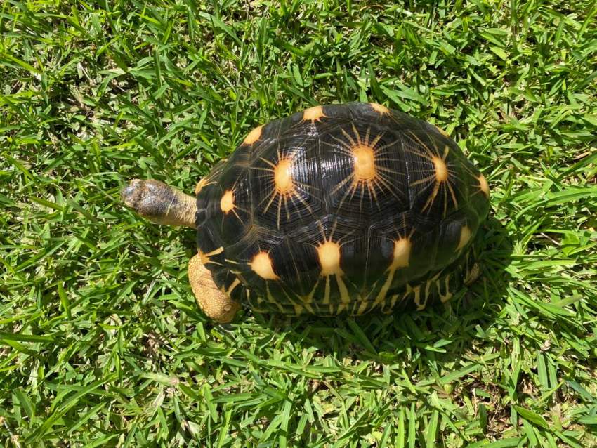 tortues - 0 - Turtles  on Aster Vender