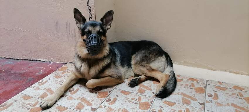 Dog berger allemand  - 0 - Dogs  on Aster Vender